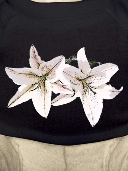 Lily / Lilium / Lily