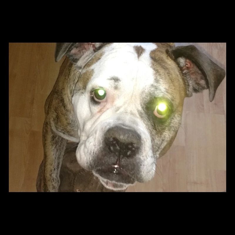 Süßer Hund mit Ball