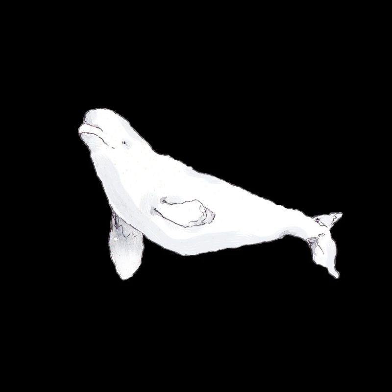 Beluga