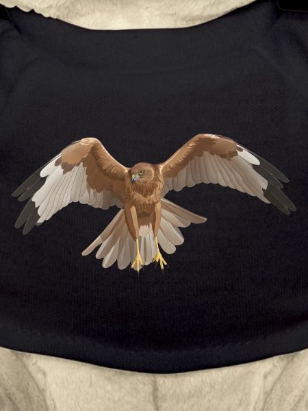 Marsh Harrier Circus aeruginosus