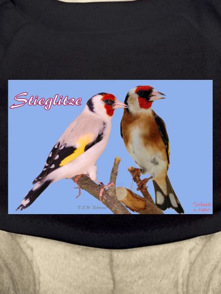 Stieglitze