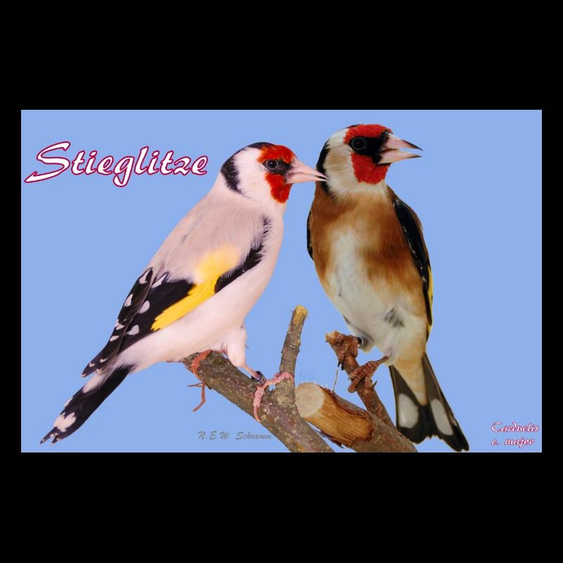 Stieglitze