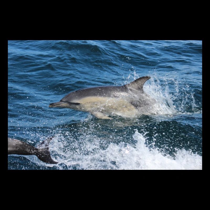 Dolphin