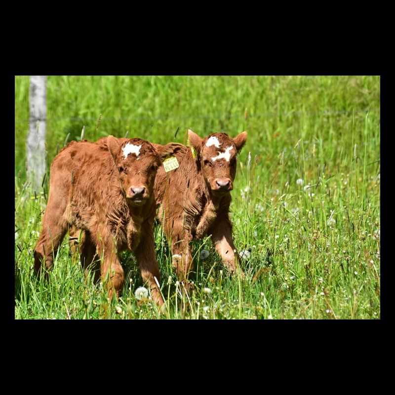 Calves on Eifel meadows