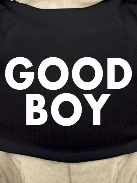 Good boy