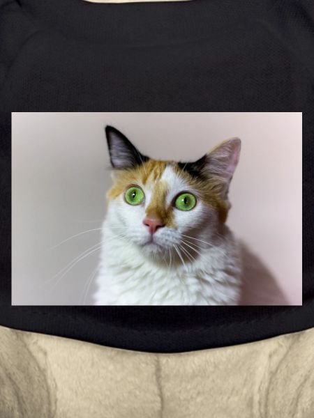 le chat