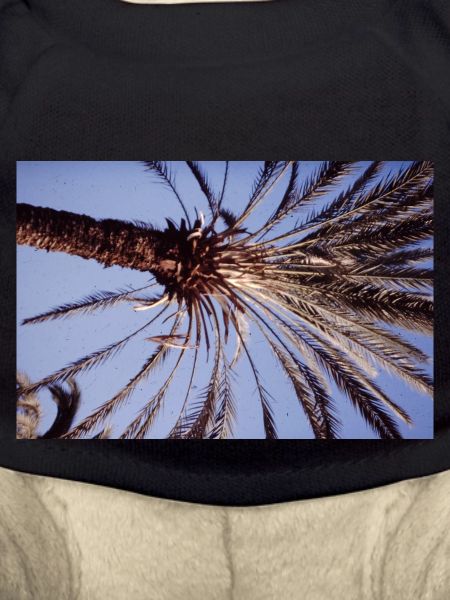Coconut Tree