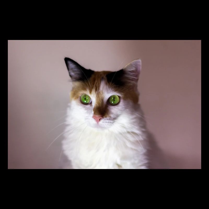 le chat au doux regard