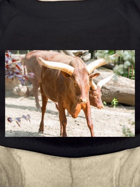 Ankole-Watusi or Ankole Longhorn Watussirind