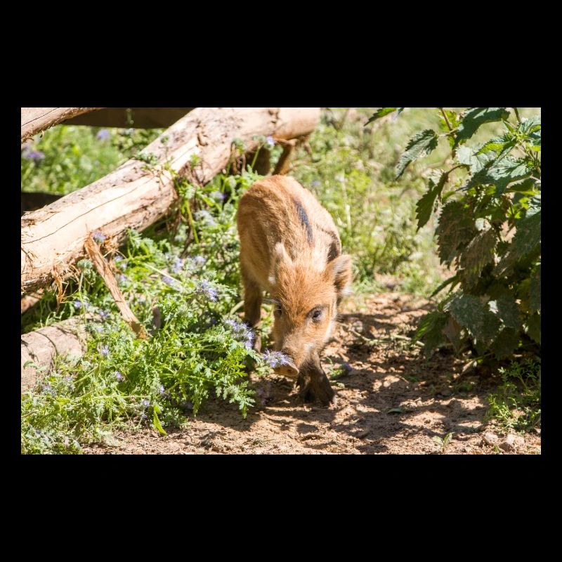 Wild boar (in german Wildschwein) Sus scrofa