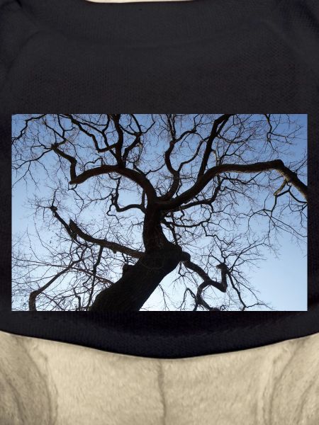 Kahler Baum