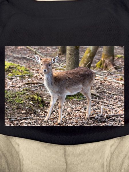 Damhirsch Damwild Dama