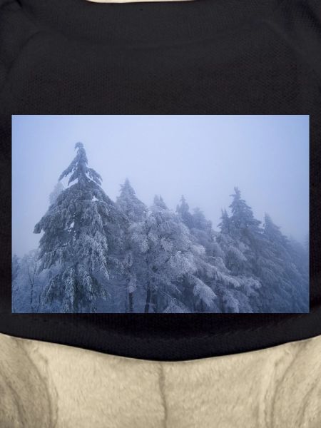 Bäume im Schnee