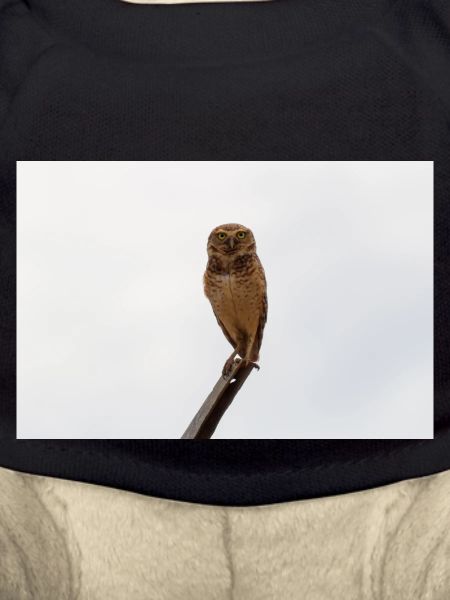 The Owl