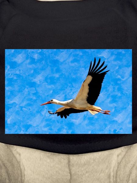 Stork in flight