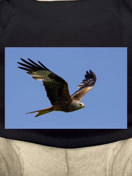 Red kite in flight