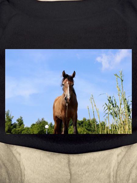 cheval