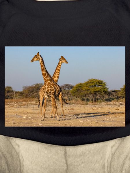 Girafes