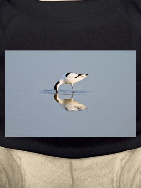 Avocets Hunting