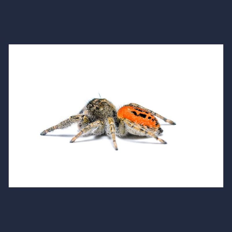 Springspinne Phidippus texanus jumping spider