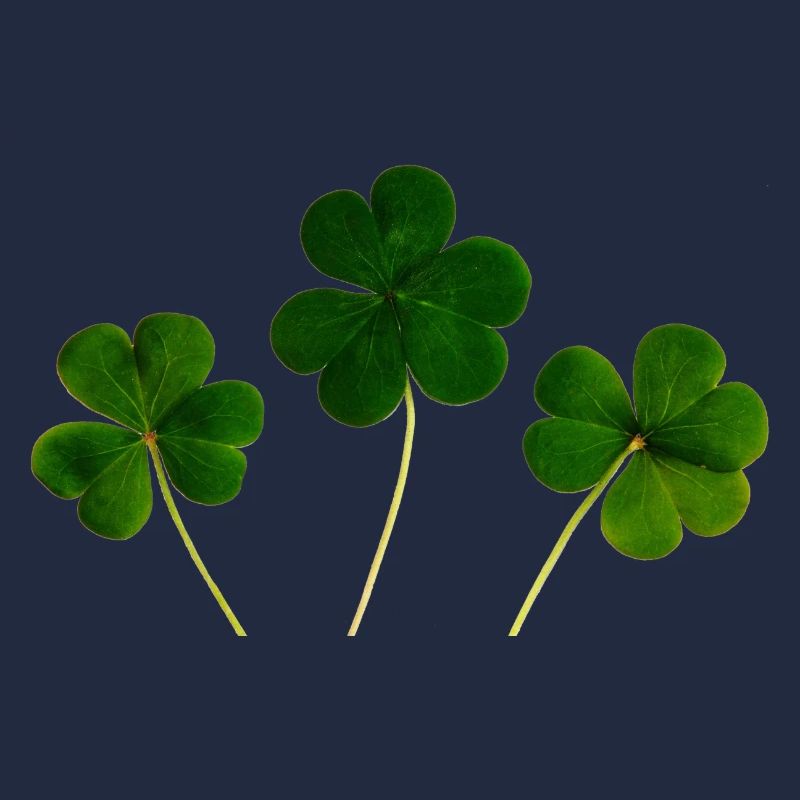 kleeblatt glueck shamrock luck four leaf clover32