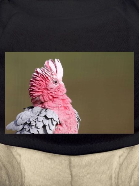 Cockatoo
