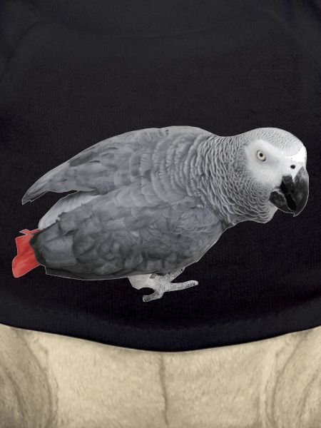 gray bird