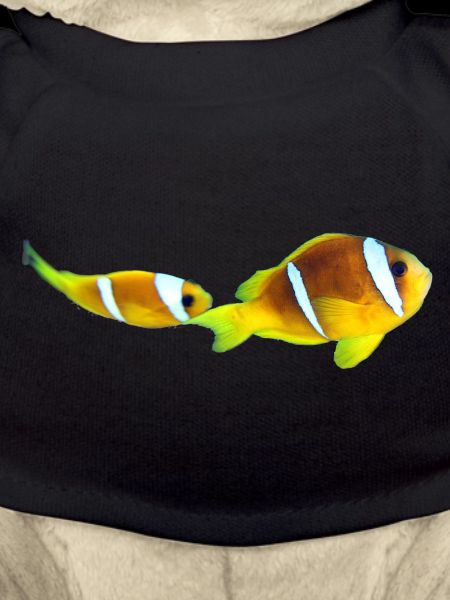 Nemo fishes