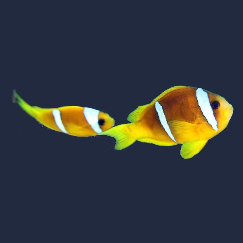 Nemo fishes