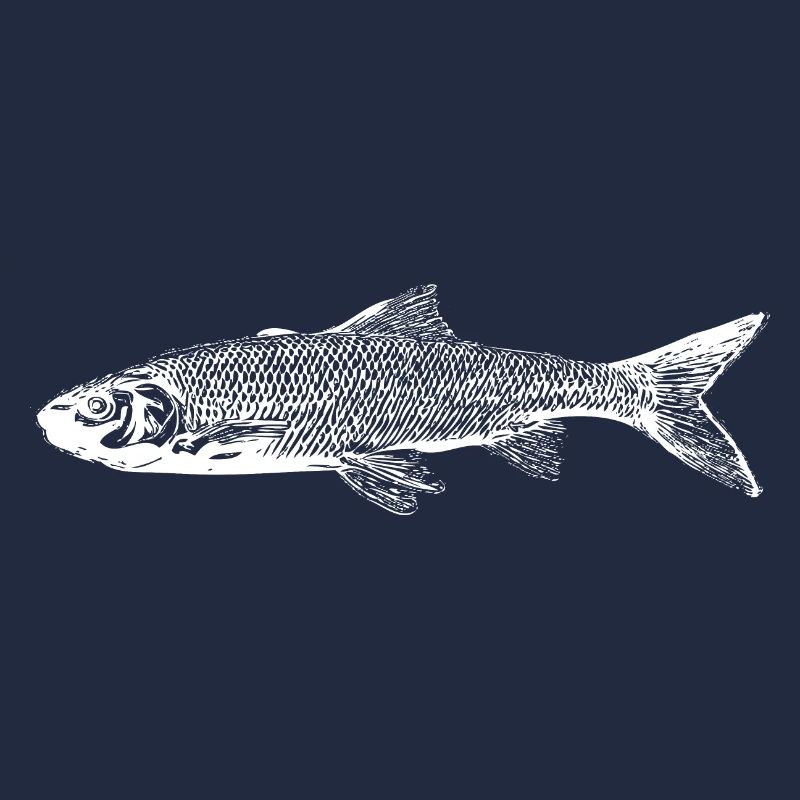 Trout fish