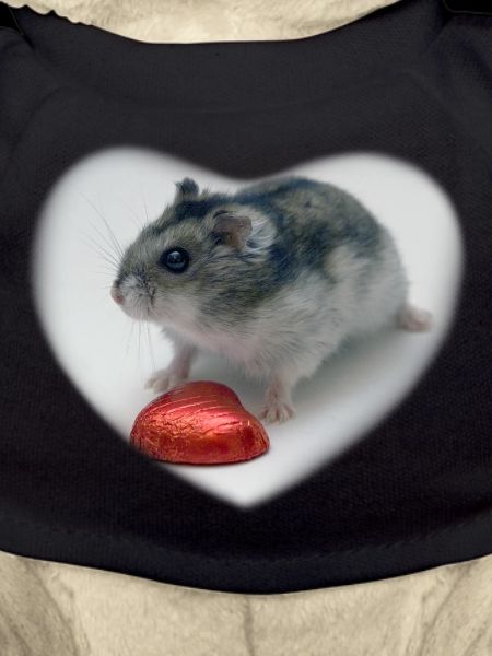 Hamster heart