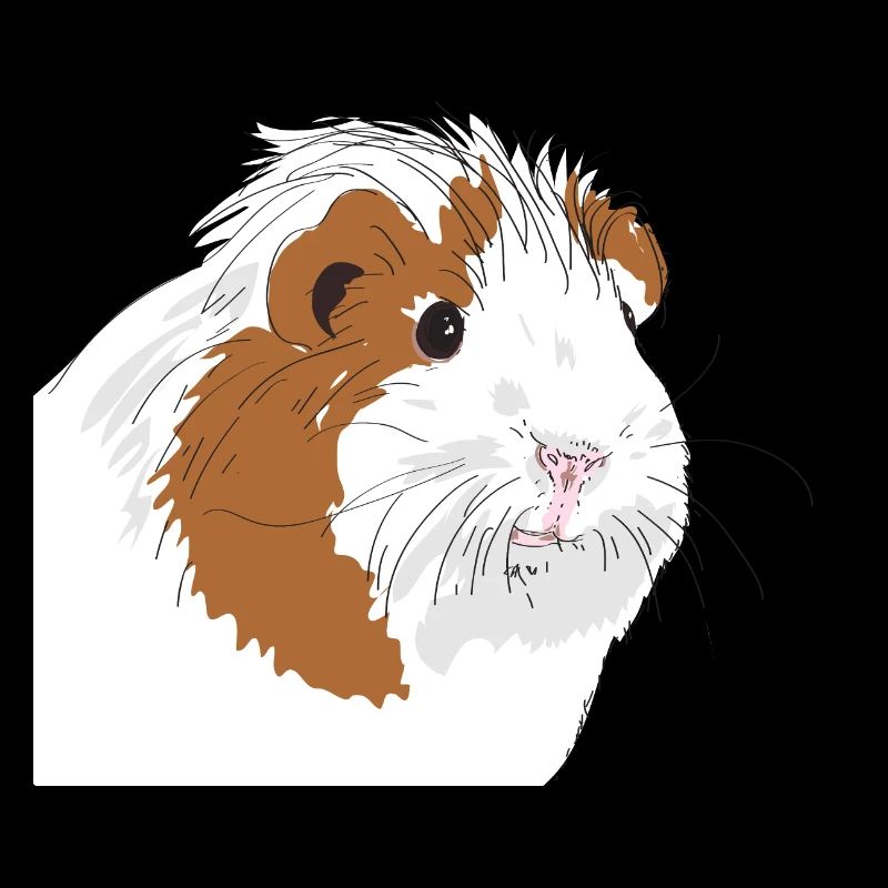 Guinea pig