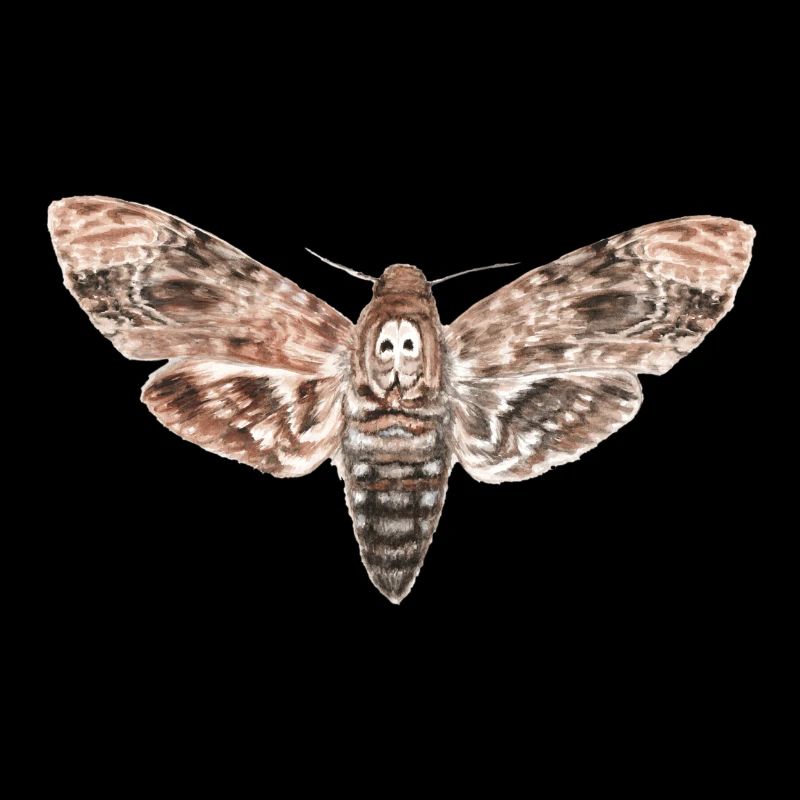 Chouettes nocturnes - noctuelles