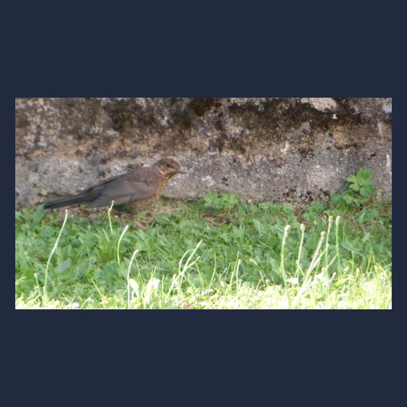 Vogel