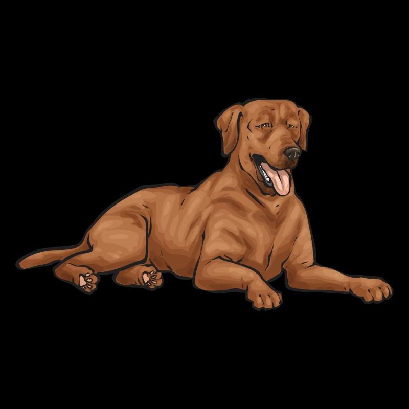 Fuchsroter Labrador Retriever Renard Labrador Rouge