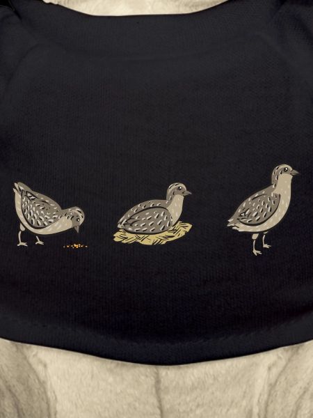 Wachtel Vogel