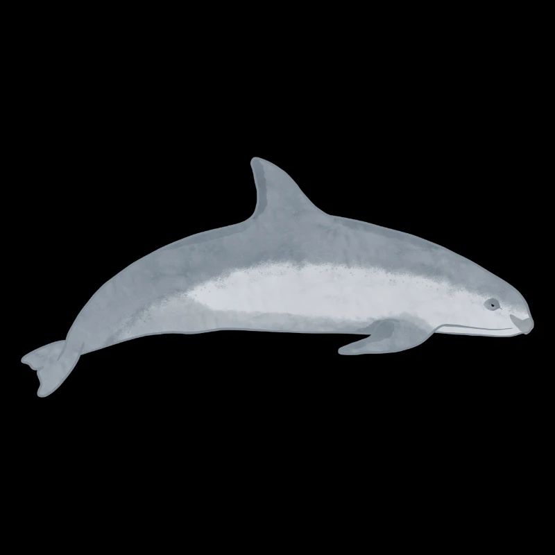 Conservation de Vaquita Espèces menacées