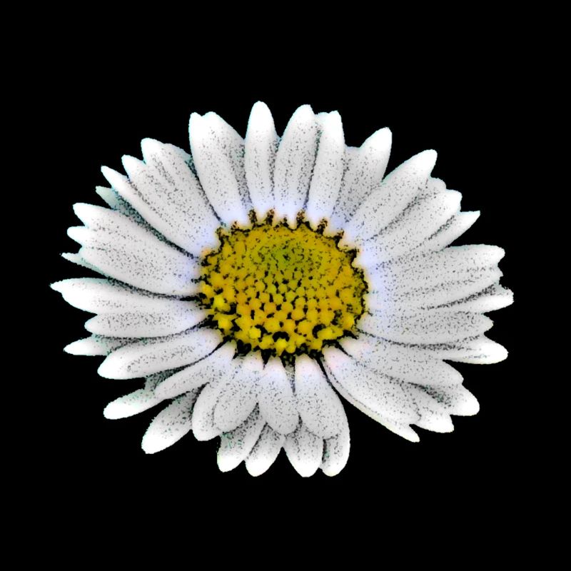 Gaensebluemchen cartoon weiße Blüte Blume
