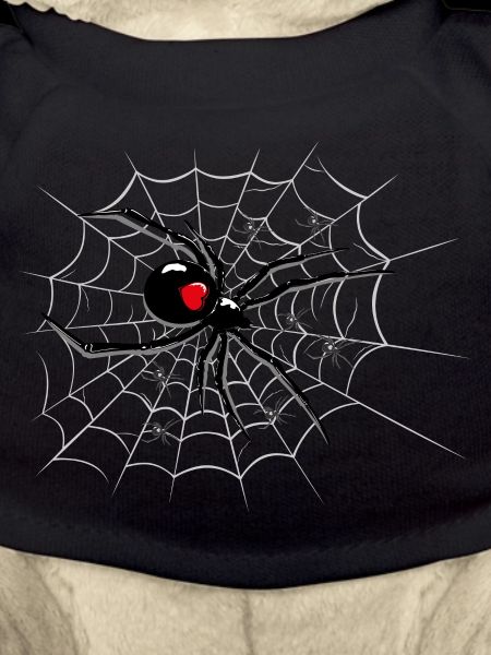 Spider on cobweb