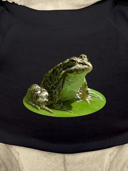 Frosch