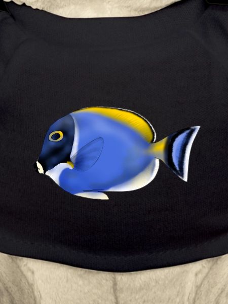 ACANTHURUS LEUCOSTEMON