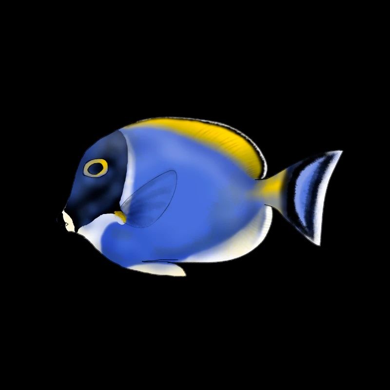 ACANTHURUS LEUCOSTEMON