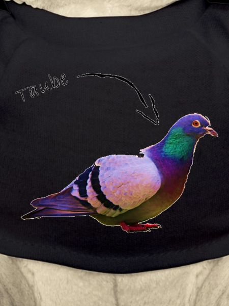 Pigeon