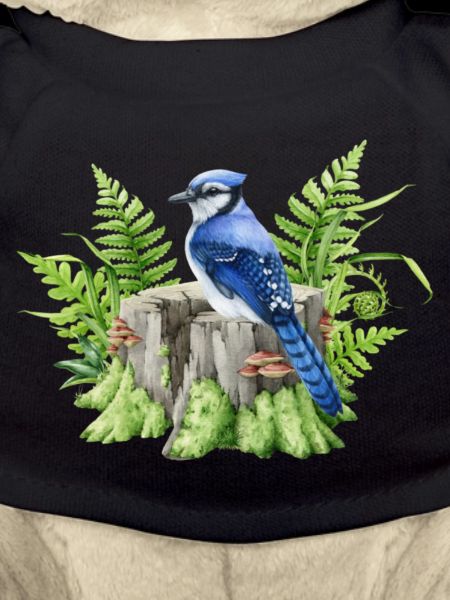 Blue jay