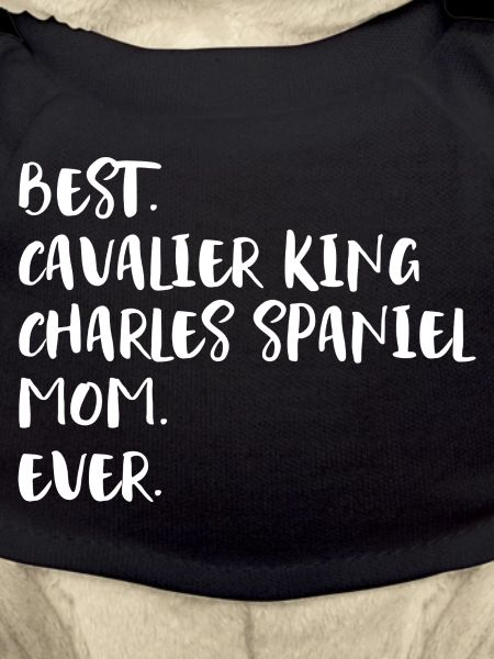 Cavalier King Charles Spaniel