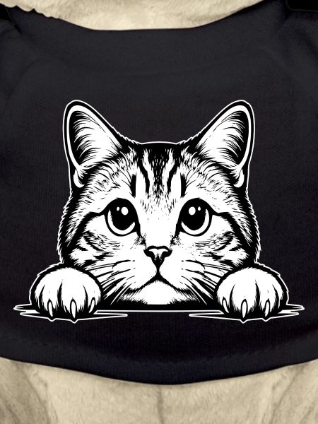 Chat Straigh écossais