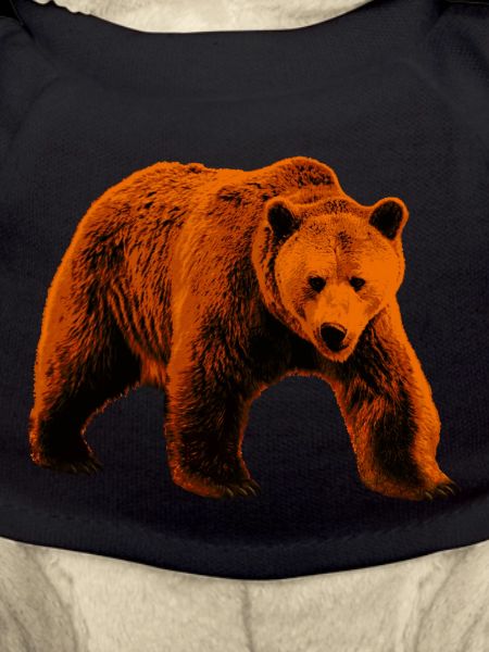 Bear, Wild Bear