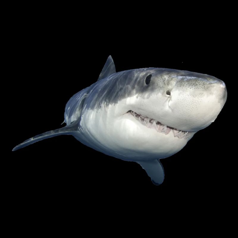 shark