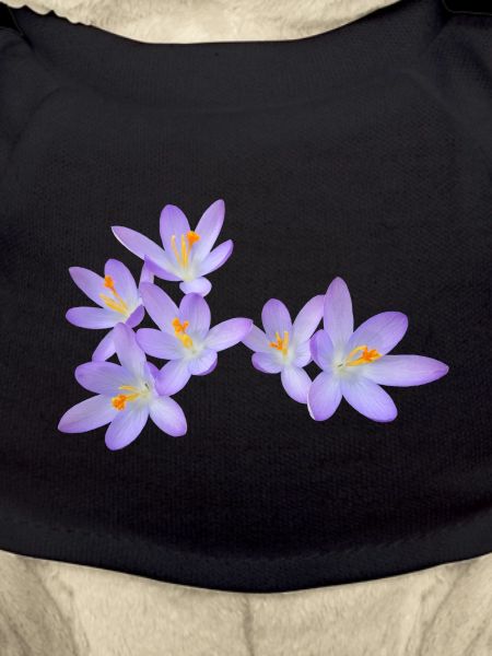 Purple spring flowers (crocus)
