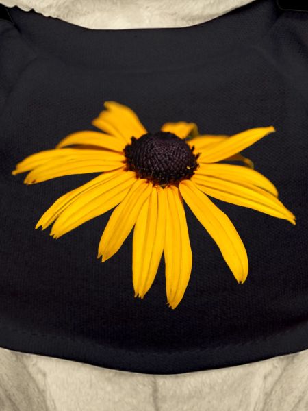 Coneflower